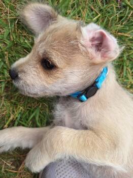 Brutus -  Terrier Dog for Adoption in Corona, California - Brutus | PetCurious