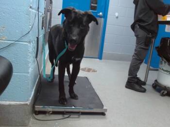 Rescue Labrador Retriever and Mixed Breed Dogs for Adoption in Albuquerque, New Mexico - BENJI | PetCurious