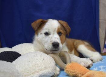 Australian Cattle Dog Blue Heeler Dogs Available for Adoption - Athens | PetCurious