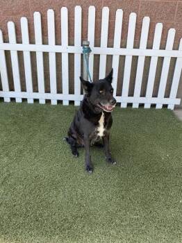 A613721 -  Belgian Shepherd Sheepdog and Mixed Breed Dog for Adoption in Modesto, California - A613721 | PetCurious