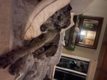 Rescue Great Dane Dogs for Adoption in Claremont, California - Jazzy | PetCurious