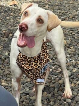 Labrador Retriever Dogs Available for Adoption - Luna | PetCurious