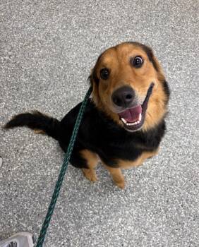 Shepherd Dogs Available for Adoption - Patrick | PetCurious