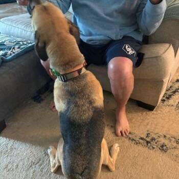 German Shepherd Dog Dogs Available for Adoption - Cash | PetCurious