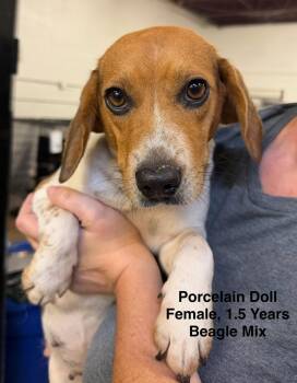 Porcelain Doll -  Beagle Dog for Adoption in Blue Springs, Missouri - Porcelain Doll | PetCurious
