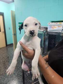 Taylor -  Boxer and Mixed Breed Dog for Adoption in Jackson, Tennessee - Taylor | PetCurious