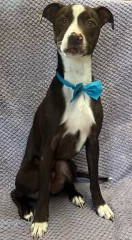 Rescue Boston Terrier Dogs for Adoption in Lodi, California - Cappuccino | PetCurious