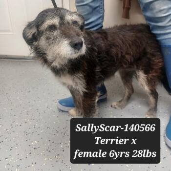 Sally Scar -  Terrier Dog for Adoption in New Tazewell, Tennessee - Sally Scar | PetCurious