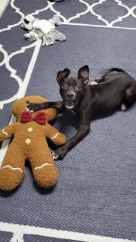 Little Foot -  Mixed Breed Dog for Adoption in Metter, Georgia - Little Foot | PetCurious