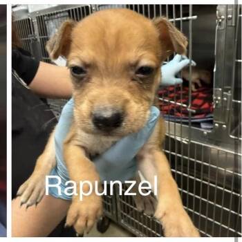 Rapunzel -  Chihuahua and Mixed Breed Dog for Adoption in Spring Hill, Kansas - Rapunzel | PetCurious