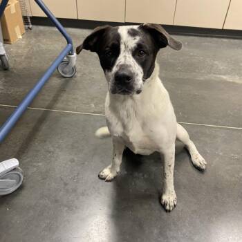 Otto -  Mixed Breed Dog for Adoption in Dickinson, Texas - Otto | PetCurious