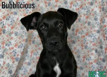 Labrador Retriever Dogs Available for Adoption in Fort Mill, South Carolina - Bubblicious | PetCurious