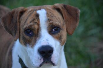 Boxer Dogs Available for Adoption in Amissville, Virginia - Tye | PetCurious