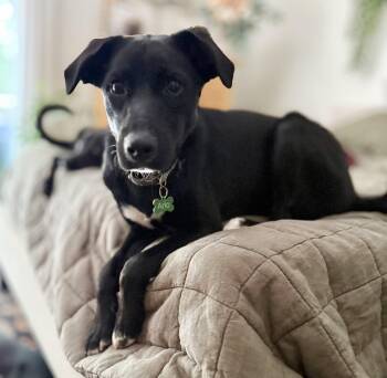 Juno -  Border Collie and Australian Shepherd Dog for Adoption in Lisbon, Iowa - Juno | PetCurious