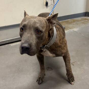 Pebbles -  Pit Bull Terrier Dog for Adoption in Yuma, Arizona - Pebbles | PetCurious