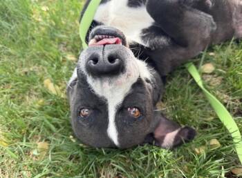 Ramen -  Shepherd Dog for Adoption in Thornton, Colorado - Ramen | PetCurious