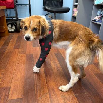 Theodore -  Chihuahua Dog for Adoption in Wahiawa, Hawaii - Theodore | PetCurious
