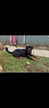 BUBBA -  Rottweiler Dog for Adoption in Huntington, New York - BUBBA | PetCurious