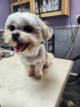 Rescue Shih Tzu Dogs for Adoption in Greensboro, North Carolina - Dolly | PetCurious