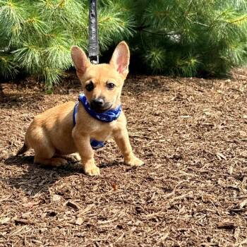 Hermione -  Chihuahua and Mixed Breed Dog for Adoption in East Hampton, New York - Hermione | PetCurious