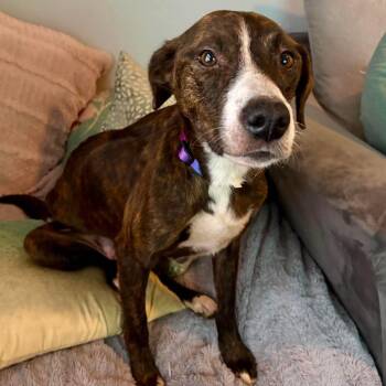 Plott Hound Dogs Available for Adoption in Copiague, New York - Anastasia | PetCurious