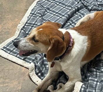 Rescue Beagle and Hound Dogs for Adoption in Rustburg, Virginia - Ollie: "My Home To Yours" | PetCurious