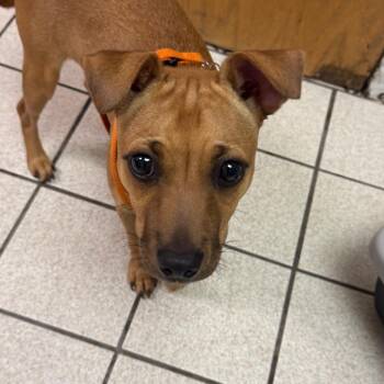 Maximus -  Mixed Breed Dog for Adoption in Charleston, West Virginia - Maximus | PetCurious