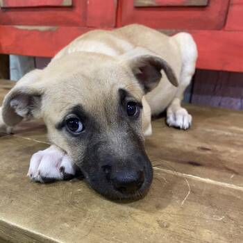 Mixed Breed Dogs Available for Adoption in Midland, Texas - FWT Tuna | PetCurious