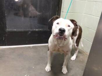 HAPPY -  Pit Bull Terrier and Mixed Breed Dog for Adoption in Tulsa, Oklahoma - HAPPY | PetCurious