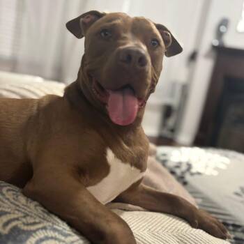 American Staffordshire Terrier Dogs Available for Adoption in Huntington, New York - Barty  | PetCurious