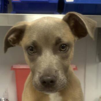 Tractor -  Mixed Breed Dog for Adoption in Greenville, South Carolina - Tractor | PetCurious