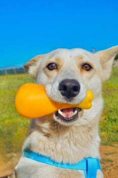 Shiba Inu and Cocker Spaniel Dogs Available for Adoption - White Moka | PetCurious