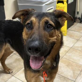 German Shepherd Dog Dogs Available for Adoption in Troutdale, Oregon - Cash (finder) | PetCurious