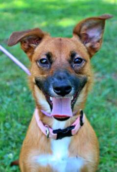 Rumi -  Shetland Sheepdog Sheltie and Chihuahua Dog for Adoption in Morton Grove, Illinois - Rumi | PetCurious