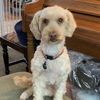 Poodle and Schnauzer Dogs Available for Adoption in Pleasanton, California - Maggie | PetCurious