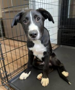 Tate -  Shepherd Dog for Adoption in Denver, Colorado - Tate | PetCurious