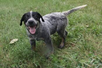 Shadow -  Cattle Dog Dog for Adoption in Aurora, Illinois - Shadow | PetCurious