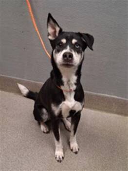 Siberian Husky and Mixed Breed Dogs Available for Adoption in Las Vegas, Nevada - BISHOP | PetCurious