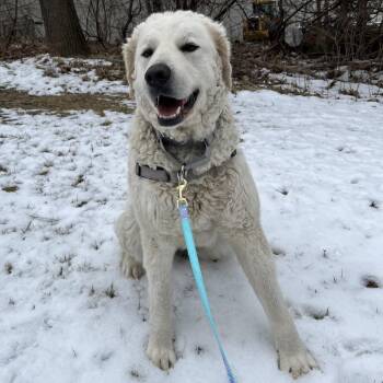 Kuvasz Dogs Available for Adoption - Paloma | PetCurious