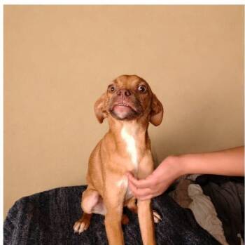 Gus -  Puggle and Chihuahua Dog for Adoption in Chula Vista, California - Gus | PetCurious