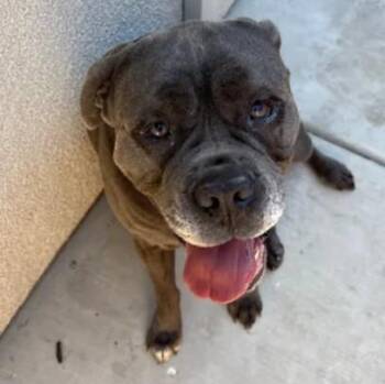 EDITH -  Mastiff Dog for Adoption in Tracy, California - EDITH | PetCurious