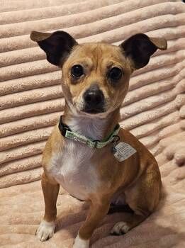 Chihuahua Dogs Available for Adoption - Velani- Bonded With Chanel | PetCurious