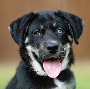 Murphy -  German Shepherd Dog and Husky Dog for Adoption in Houston, Texas - Murphy | PetCurious