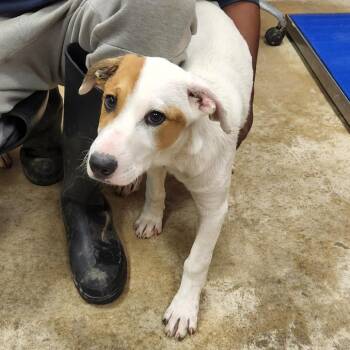 Hound and Mixed Breed Dogs Available for Adoption in Tupelo, Mississippi - Jack - 051212U | PetCurious