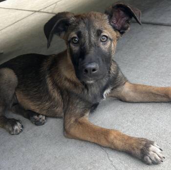 German Shepherd Dog Dogs Available for Adoption in El Cajon, California - MENA | PetCurious