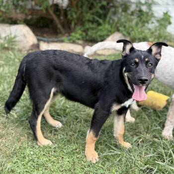 Cosby -  German Shepherd Dog and Terrier Dog for Adoption in Amarillo, Texas - Cosby | PetCurious