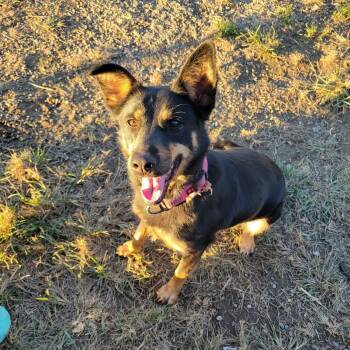 Laney -  Australian Kelpie Dog for Adoption in Petersburg, Indiana - Laney | PetCurious