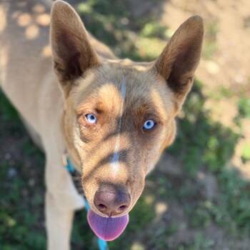 Zuko -  German Shepherd Dog Dog for Adoption in Goleta, California - Zuko | PetCurious