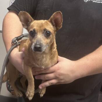 Emmy -  Chihuahua Dog for Adoption in Yuma, Arizona - Emmy | PetCurious