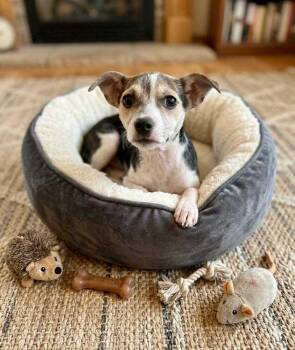 Jack Russell Terrier and Chihuahua Dogs Available for Adoption - Blueberry | PetCurious